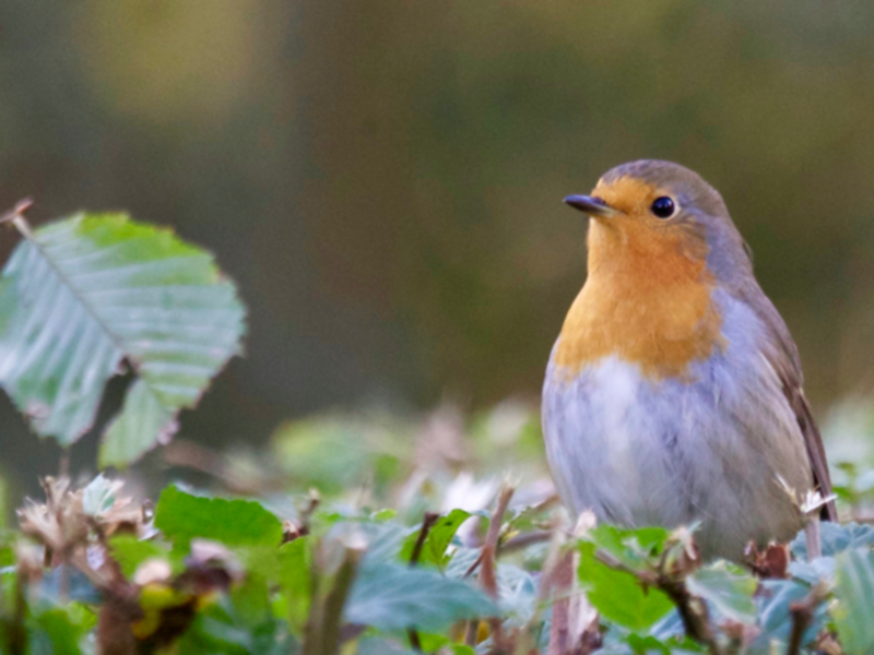 Pestisit göç eden kuşların yollarını kaybetmesine neden oluyor