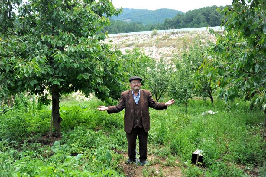 Bu tarladaki sebze ve meyveler bedava