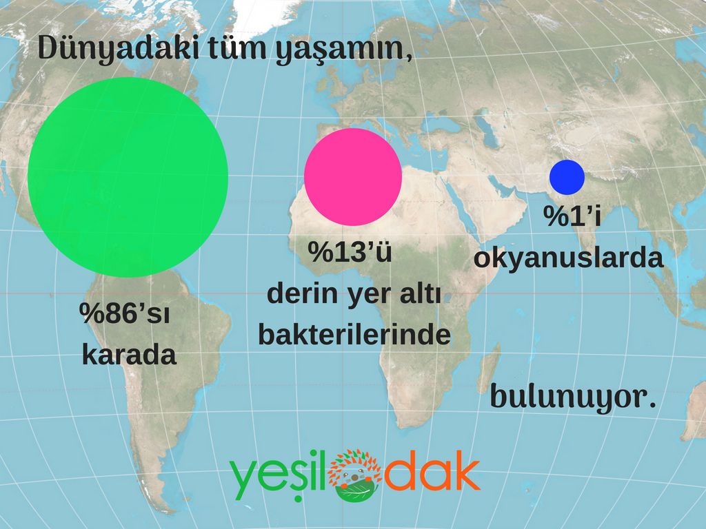 Hayvanlarin yüzde 83'ünü yok ettik 