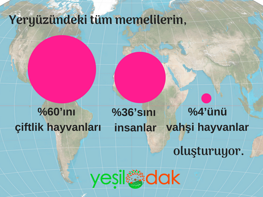 Hayvanlarin yüzde 83'ünü yok ettik 