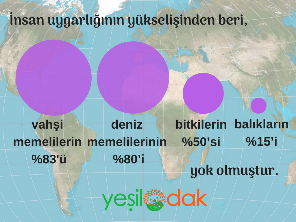 Hayvanların yüzde 83'ünü yok ettik 