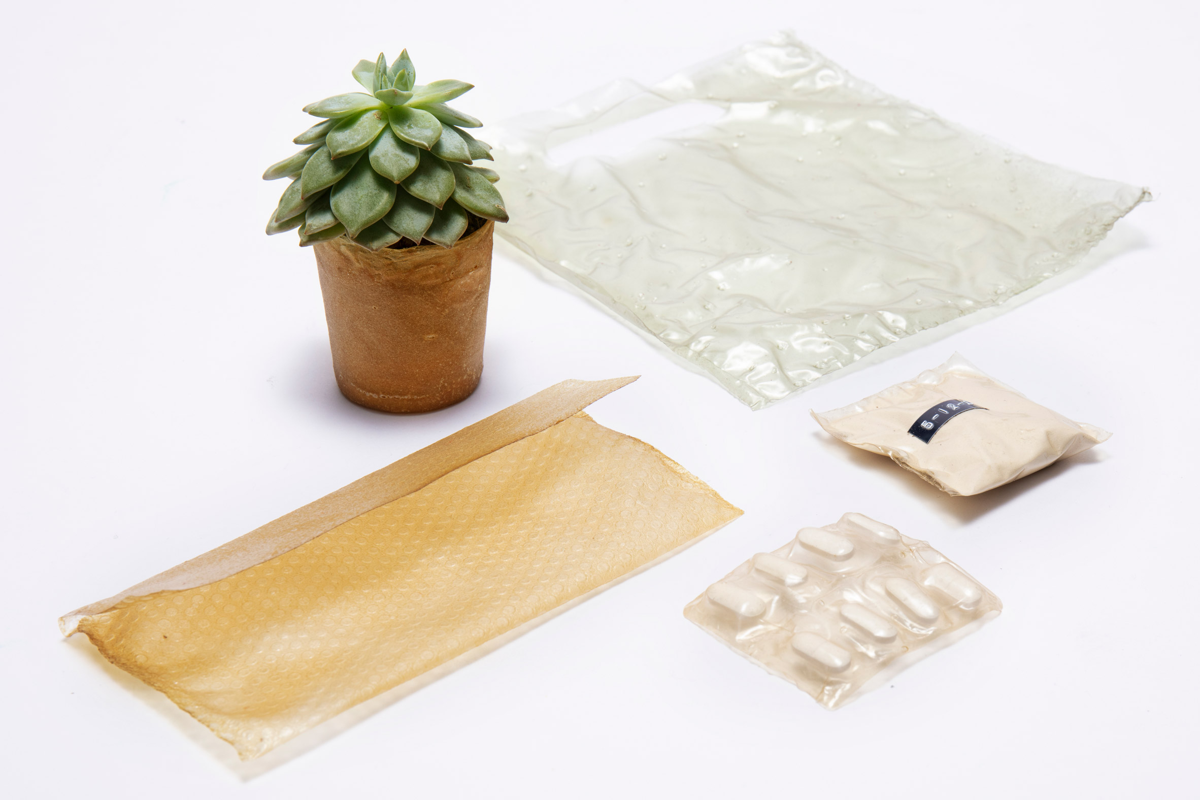 Atık istakoz kabukları biyoplastik ambalajlara dönüştürülüyor