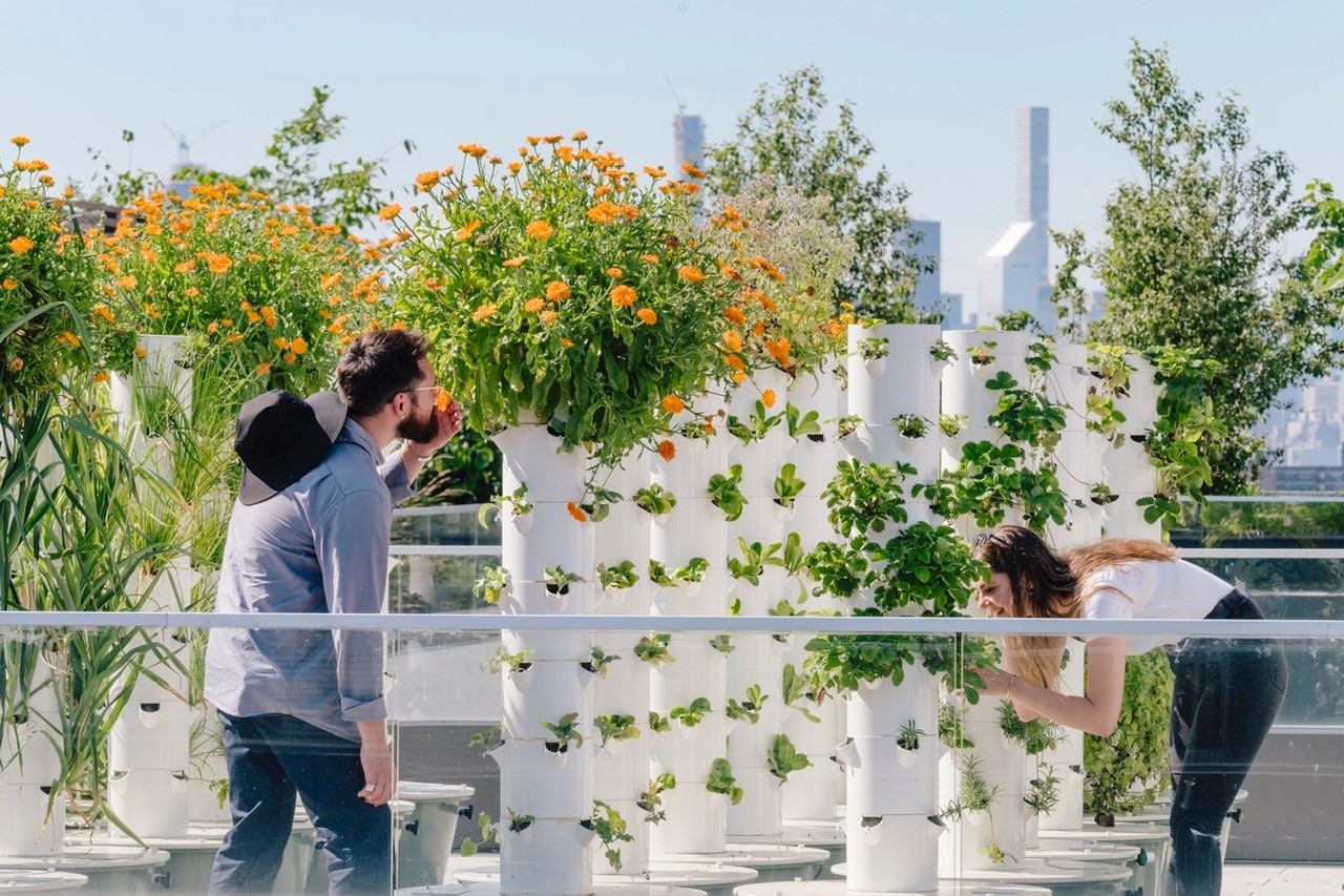 New York apartman kompleksinde topraksız tarım bahçesi var