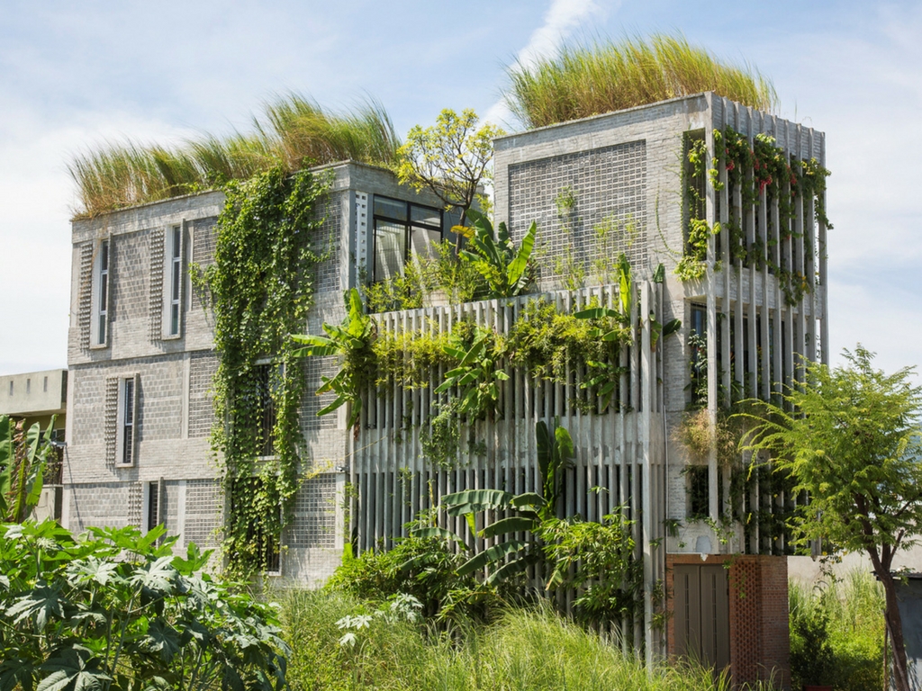 Köy evinden esinlenen yeşil ofis yerel bitkilerle kaplı 