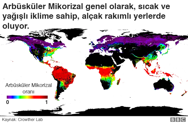 Ağaç ve bitkilerin de sosyal ağları var