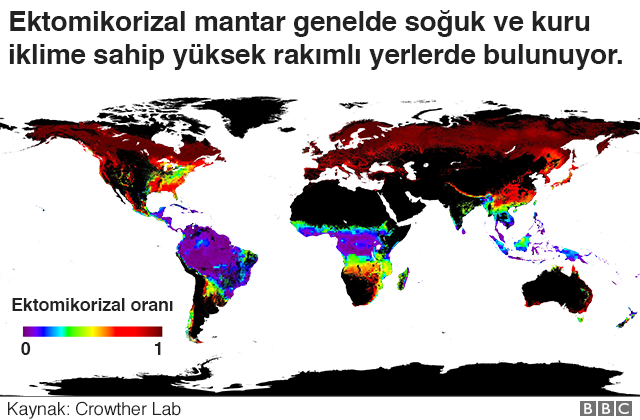 Ağaç ve bitkilerin de sosyal ağları var