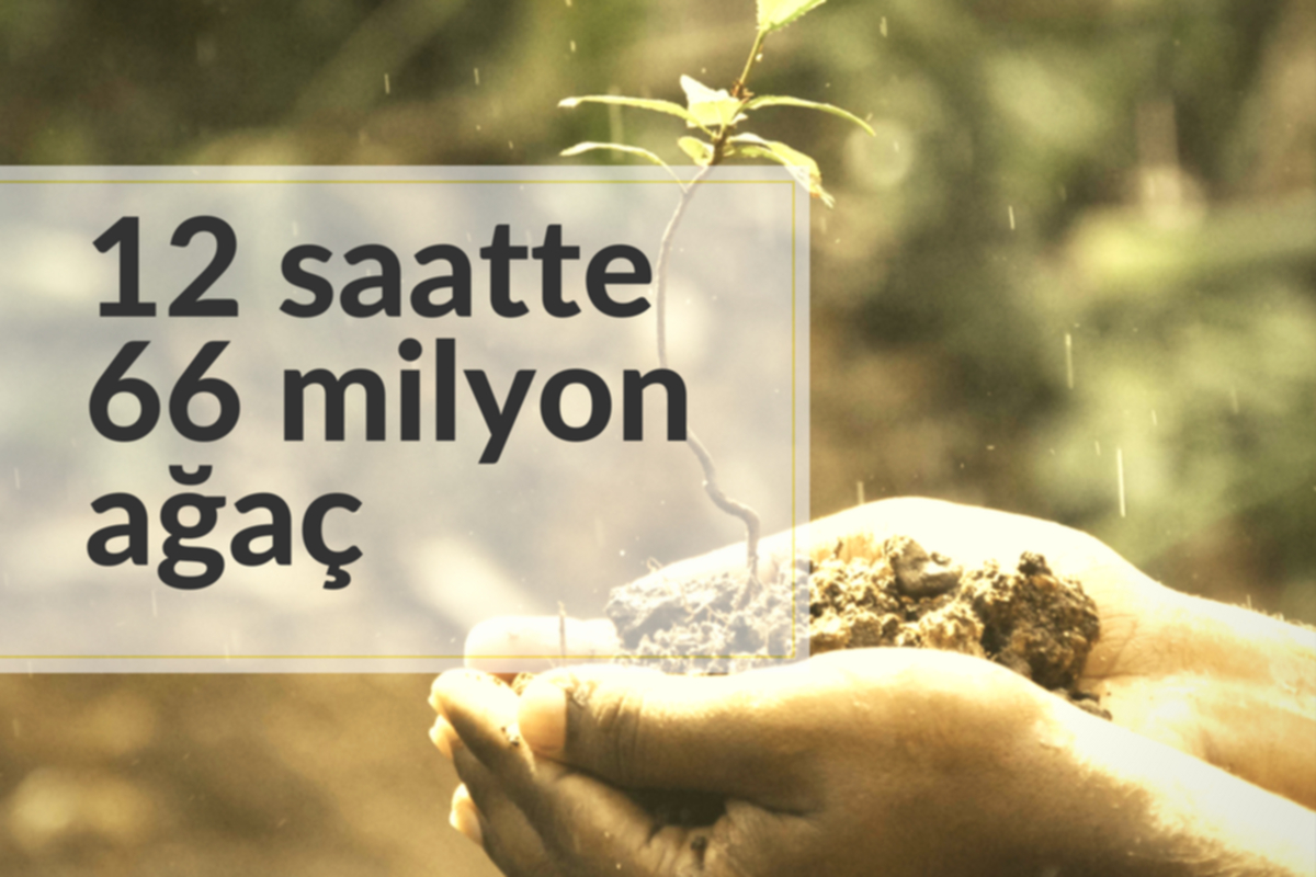 12 saatte 66 milyon ağaç dikildi