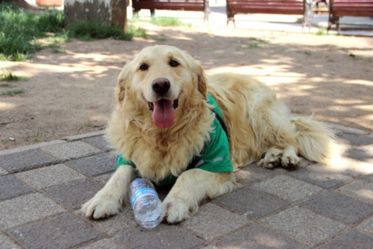 Odunpazarı’nın Çevreci Köpeği